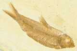 Plate With Two Fossil Fish (Diplomystus & Knightia) - Wyoming #379383-2